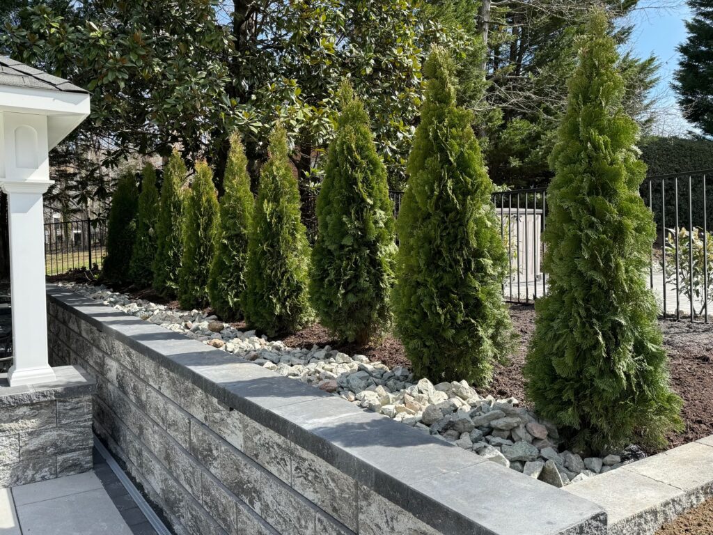 Stone retaining wall lined with tall evergreen trees creating a natural privacy barrier in a Virginia backyard.